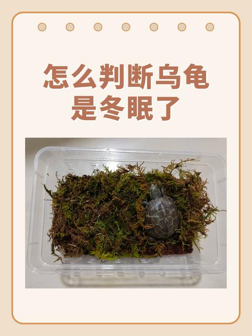 水龟干湿平衡，陆龟椰土保湿，温度5-10℃（家养乌龟冬眠是放水里还是放干的地方）