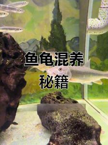 乌龟鱼能养一起吗？选对品种看空间（鱼和乌龟可以一缸养吗）