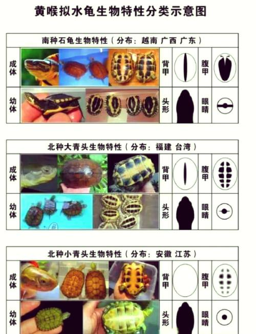 温饱管理，健康成长（小青龟的饲养方法和注意事项）