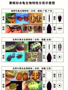 温饱管理，健康成长（小青龟的饲养方法和注意事项）