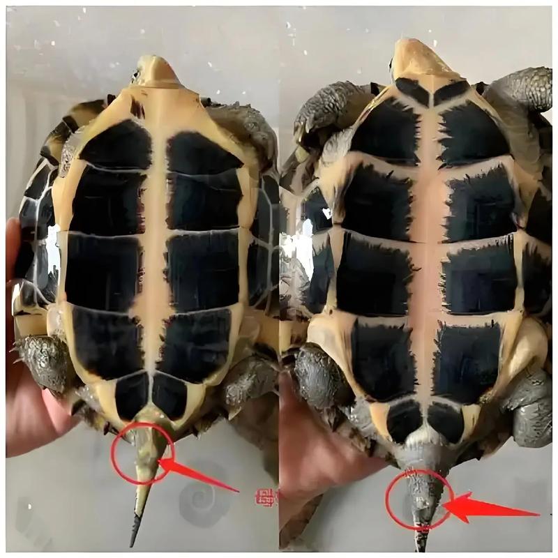 看尾巴腹甲前爪（母龟公龟哪个长得快）