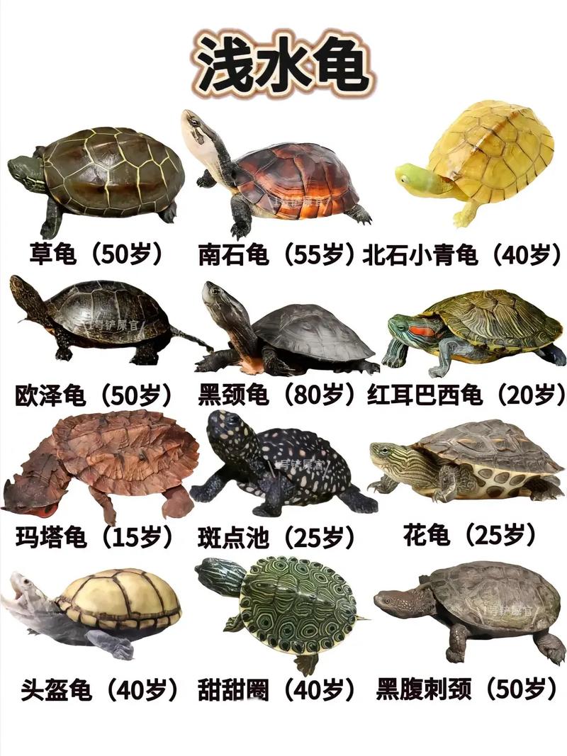 乌龟寿命长，家养比野生好，象龟能活两百多（乌龟最长寿命是多少年）