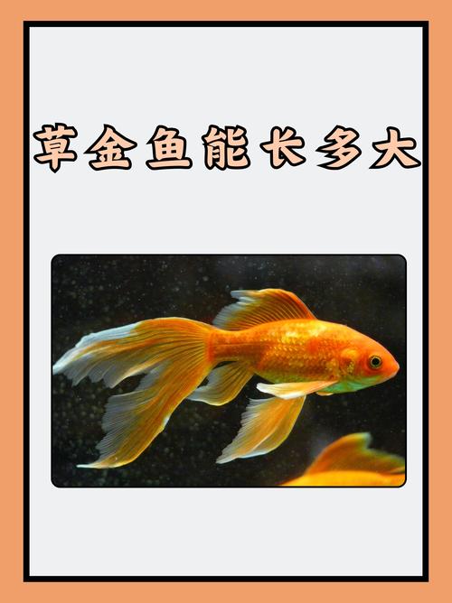 金鱼藻蜈蚣草净化水质（草金鱼在龟缸的作用）