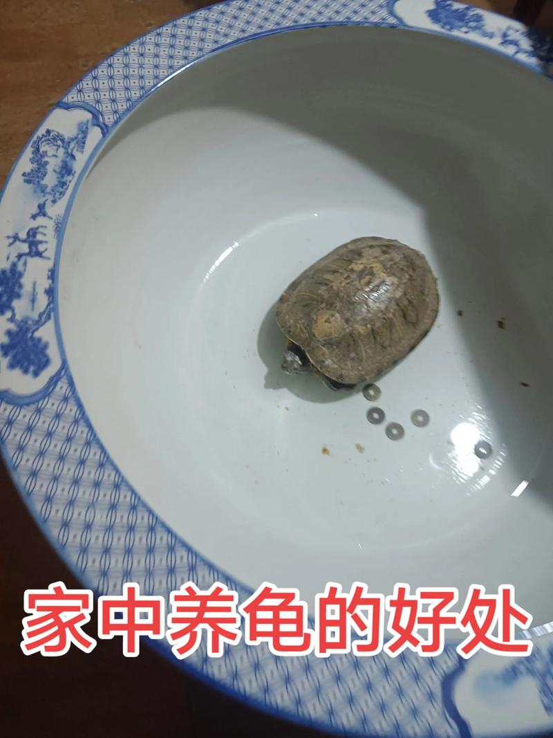 养龟虽贵但吉祥，选对环境勤照料（家庭养乌龟禁忌养龟穷三代）