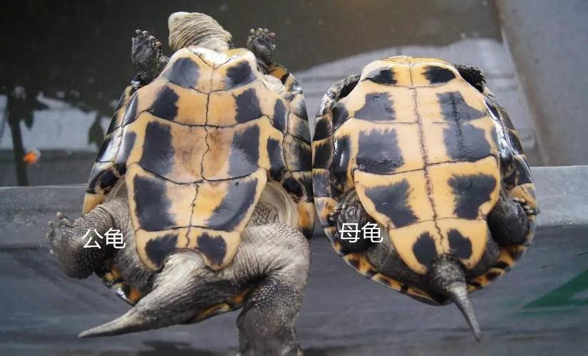 乌龟公母如何分？看尾巴腹甲指甲！（乌龟如何区分公母图解）