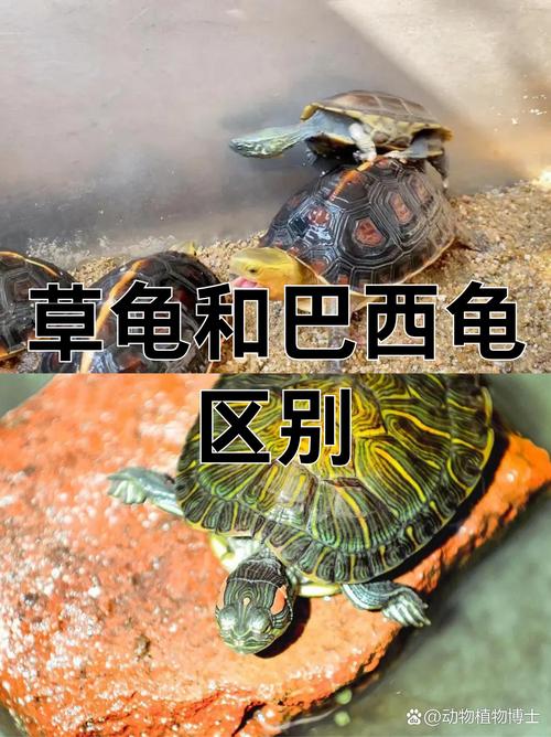 巴西龟强好养，草龟温顺需细看（巴西龟和草龟那个好养）