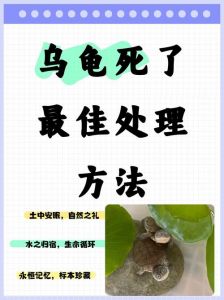 龟撞缸怎么办？解决小空间健康问题（为什么我的乌龟会咣当咣当的撞缸）