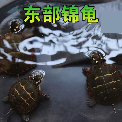 体型与饲养差异（东锦龟和巴西龟区别）