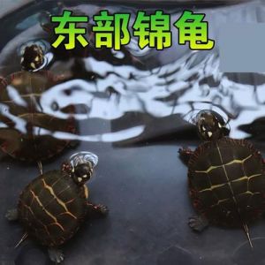 西锦东锦圆澳龟难养，需谨慎！（西锦龟为什么不建议养了原因）