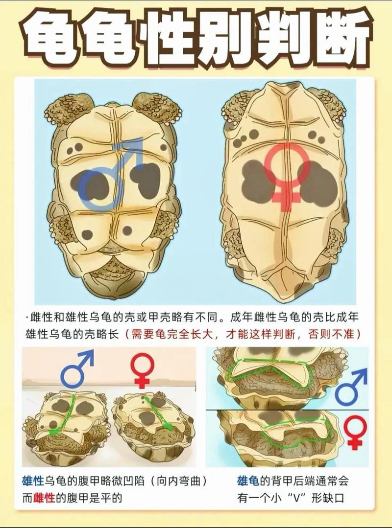 乌龟公母如何区分？看尾巴和泄殖孔！（乌龟怎么看公母区别图）