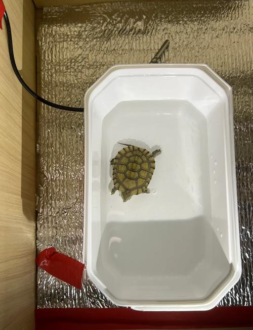 水龟26-28℃，陆龟配灯28-32℃，半水龟水陆有别，冬眠龟慎换水（冬天养小乌龟怎么控制水温）