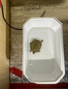 水龟26-28℃，陆龟配灯28-32℃，半水龟水陆有别，冬眠龟慎换水（冬天养小乌龟怎么控制水温）