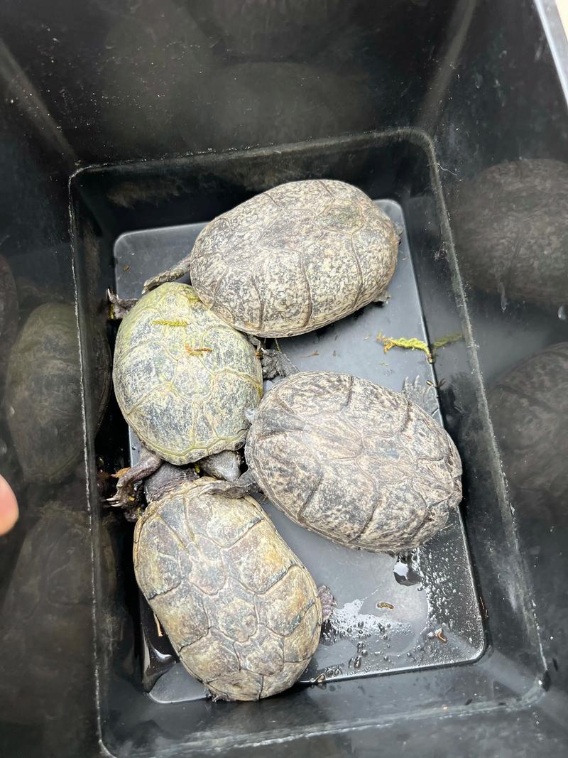 蛋龟断尾怎么办？影响繁殖吗？（蛋龟没有尾巴的乌龟能繁殖吗）