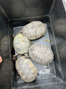 蛋龟断尾怎么办？影响繁殖吗？（蛋龟没有尾巴的乌龟能繁殖吗）