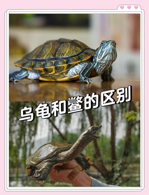海洋与陆地生活不同（海龟与乌龟有什么不同）
