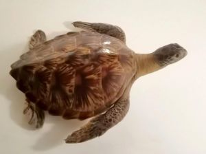 海龟乌龟大不同，海洋淡水各有家（海龟是乌龟的一种吗）