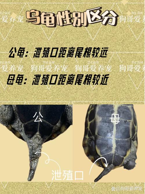 乌龟咬同伴怎么办？调整环境防冲突（公乌龟为什么咬母乌龟屁股和尾巴）