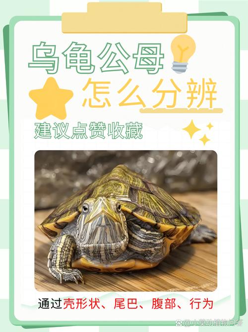 看腹甲凹陷泄殖孔和体型（雄乌龟和雌乌龟的区别）