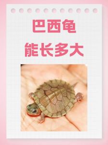 锦龟巴西龟能否混养？看体型性格和水质温度（锦龟和巴西龟可以放在一起养吗）