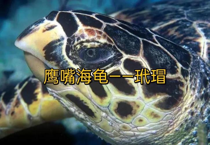 Turtle和Tortoise如何选？（turtle是乌龟还是海龟）
