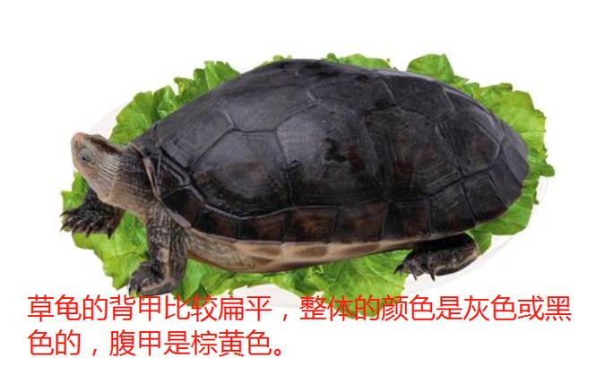 头背习性大不同（金线龟和中华草龟区别）