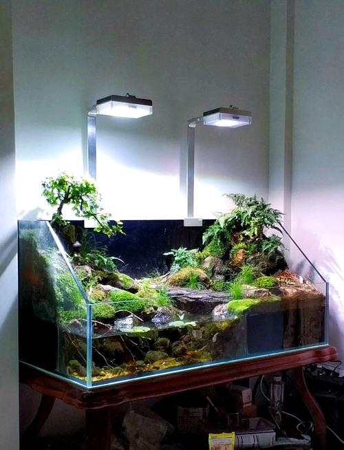 60龟缸水陆配比与布置技巧（60X60水陆龟缸布置图）