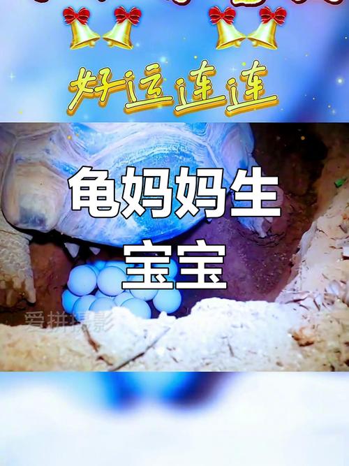 母龟产蛋与受精无关，如何区分受精蛋和未受精蛋？（一只母乌龟怎么下蛋）