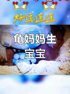 母龟产蛋与受精无关，如何区分受精蛋和未受精蛋？（一只母乌龟怎么下蛋）