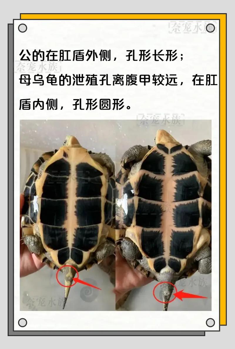 看腹甲尾巴泄殖孔（中华土龟小乌龟公母怎么分图解）