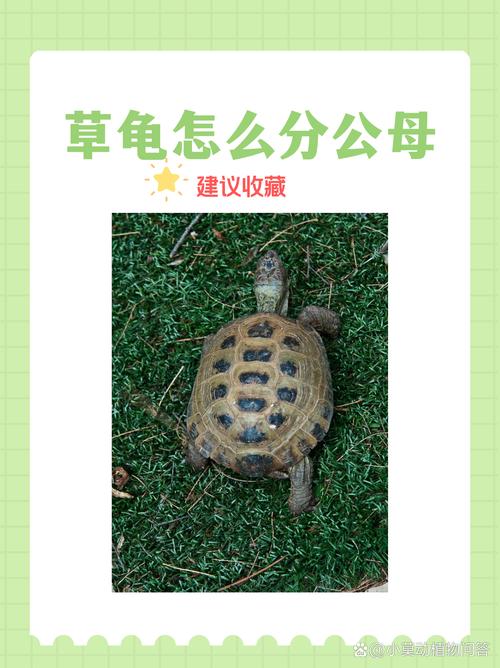 草龟公母怎么分？看体型眼睛尾巴！（草龟公母怎么分辨图片对比）