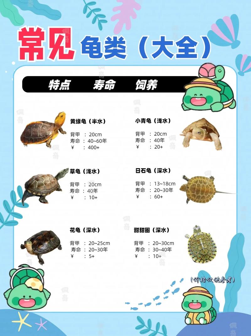 食用龟品种及安全指南（能吃的乌龟有什么品种）