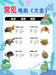 食用龟品种及安全指南（能吃的乌龟有什么品种）