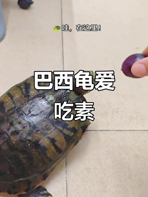 素食乌龟种类多，养龟必备知识！（哪种乌龟吃素的）