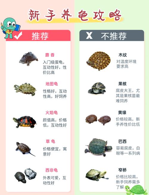 家养乌龟冬季保暖喂食护理全攻略（家养小乌龟冬天怎么养）