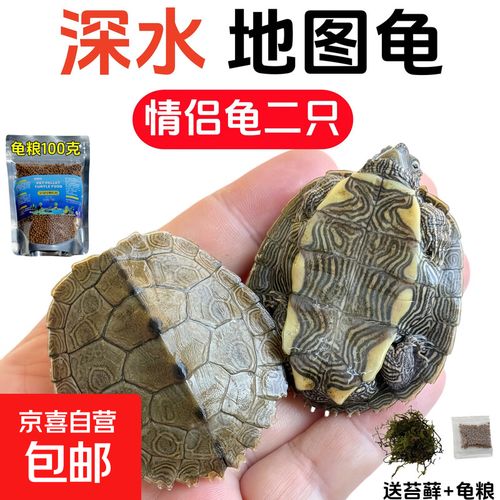看瘤纹甲，选活泼龟，配好环境（黑瘤地图龟什么样的好）