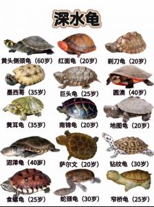 海龟乌龟区别与保护（海龟和乌龟的区别图片）