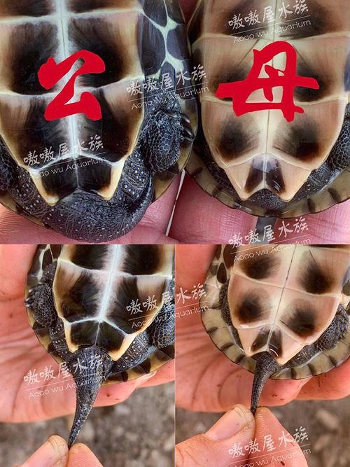 乌龟如何辨雌雄？看尾巴泄殖孔腹甲！（乌龟公母怎么区分）