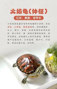 新手易养宠物龟选择（火焰龟和西锦龟哪个容易养活）