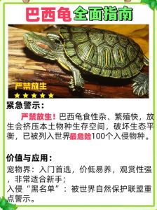 温度环境是关键（冬天小乌龟怎么养才能活）