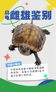 龟公龟母看腹甲，凹凸泄殖孔有分别（怎么看是公龟还是母龟）