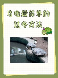 南方养龟加温法，选对更省心！（南方冬天龟缸加温方法）