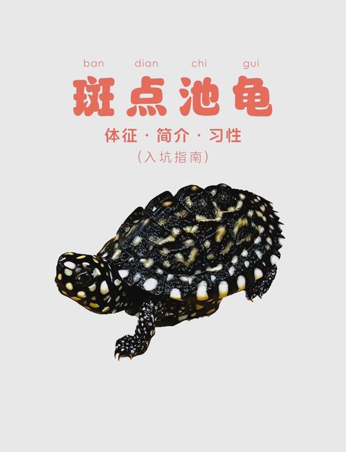 区分斑点池龟公母看腹甲尾巴泄殖孔背甲（斑点池龟幼龟图解公母区分）