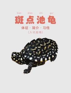 区分斑点池龟公母看腹甲尾巴泄殖孔背甲（斑点池龟幼龟图解公母区分）