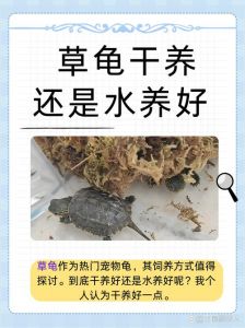 养乌龟不难，注意水温和食物，就能健康成长（乌龟不挑水质好养活）