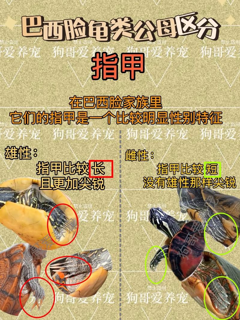 看腹甲凹凸尾巴长短泄殖孔位置（怎么看乌龟公母）