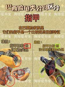 看腹甲凹凸尾巴长短泄殖孔位置（怎么看乌龟公母）