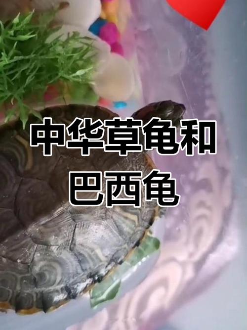 巴西龟和中华龟能一起养吗？风险大需谨慎（中华龟和巴西龟可以一起养吗）