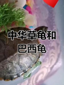 巴西龟和中华龟能一起养吗？风险大需谨慎（中华龟和巴西龟可以一起养吗）