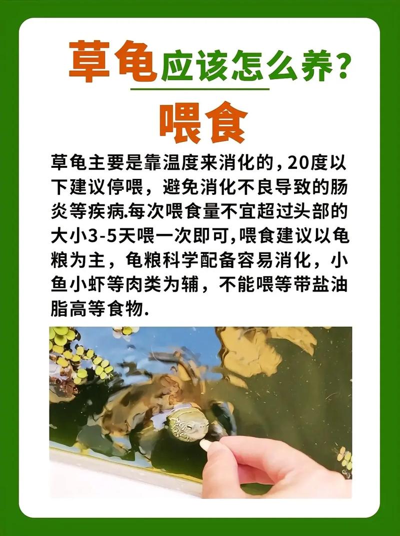 草龟虽美，莫当宠物养（草龟为什么不建议养）