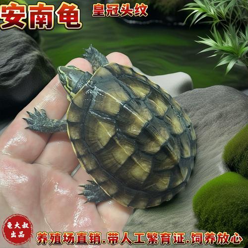 沼泽龟亲人类？安布龟爱自由！（沼泽龟和安布龟哪个互动性好）